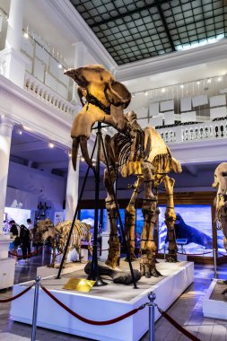 BUCHAREST, ROMANIA - 27 Haziran 2021: Grigore Antipa Ulusal Doğal Tarih Müzesi içinde deinotherium giganteum fosili.