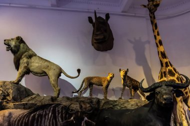 BUCHAREST, ROMANIA - 27 Haziran 2021: Grigore Antipa Ulusal Doğa Tarihi Müzesi içindeki Vahşi Yaşam diyormu.