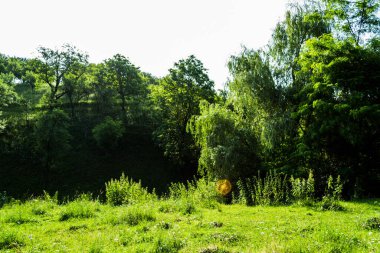Romanya 'nın Bistrita-Nasaud kentindeki Prislop ilçesinde yeşil bir ormanın manzarası.