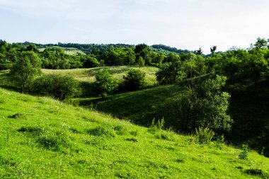Romanya 'nın Bistrita-Nasaud kentindeki Prislop ilçesinde yeşil bir ormanın manzarası.
