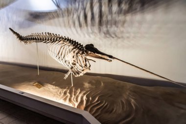 BUCHAREST, ROMANIA - 27 Haziran 2021: Grigore Antipa Ulusal Doğa Tarihi Müzesi 'nde Deniz gergedanı fosili.