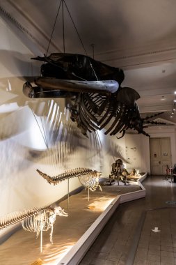 BUCHAREST, ROMANIA - 27 Haziran 2021: Grigore Antipa Ulusal Doğa Tarihi Müzesi içindeki fosiller.