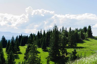  Transilvanya ve Moldova toprakları arasındaki Tihuta geçidinde güzel bir manzara. Romanya.