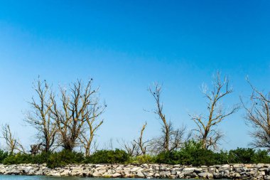 Tuna Deltası, Avrupa 'nın en büyük ikinci nehir deltası. Romanya.
