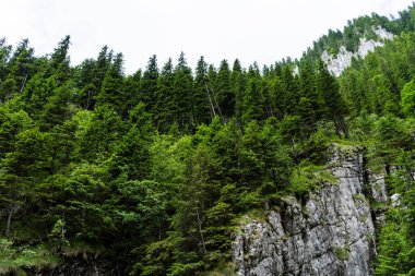 Zanoagei, Karpatlar 'ın dağlarını doldurur. Romanya, Avrupa.