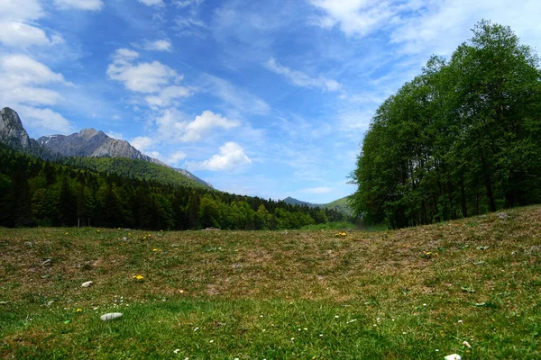 Veduta Delle Montagne Della Foresta Dalla Valle Alla Base Esse — Foto Stock