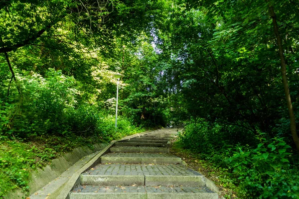 Πέτρινη Σκάλα Σκάλα Μονοπάτι Μονοπάτι Δρόμος Δρομάκι Στο Δάσος Σουτσεάβα — Φωτογραφία Αρχείου