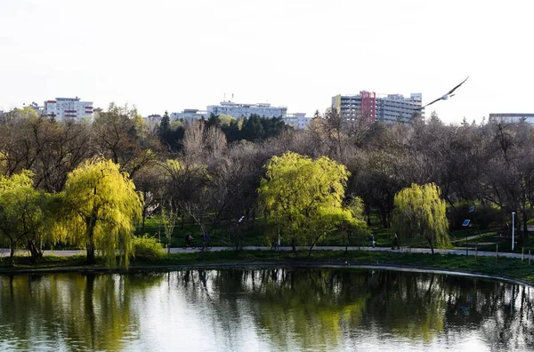 Tineretului Parkı, İlkbahar, Bükreş, Romanya.