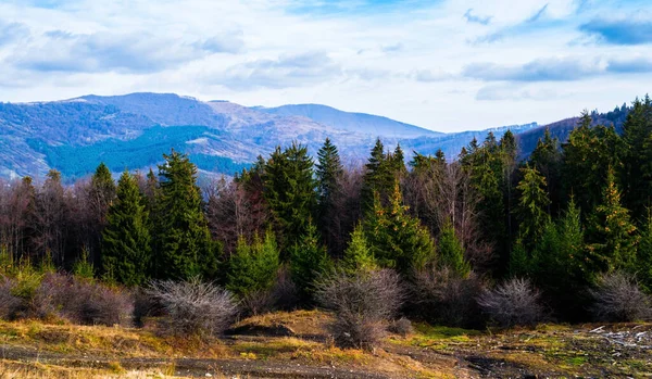 Les Poblíž Vrcholu Secaria Prahově Rumunsko — Stock fotografie