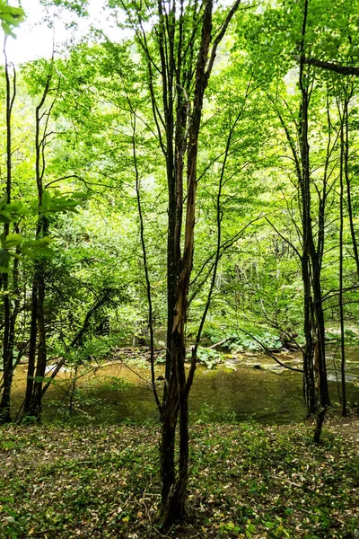 Rio Beu Cheile Nerei Beusnita National Park Roménia — Fotografia de Stock