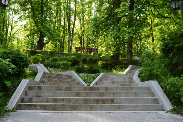 Concrete Stairs Trees Park — Stock Photo, Image