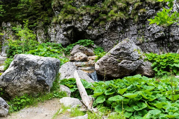 Gorges Zanoagei Dans Les Montagnes Des Carpates Roumanie Europe — Photo