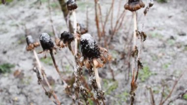 Zinnia elegans 'ın buzlu bitkileri, çözülmüş arka planda, yakın plan.