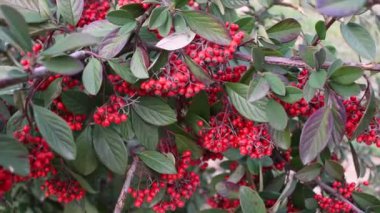 Cotoneaster coriaceus Franch. Çalı, gül familyasının çiçekli bitki cinsi, Geç Cotoneaster, Süt Çiçeği, Parney Cotoneaster, Kırmızı küme böğürtlen.
