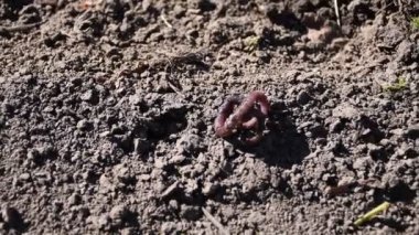 Toprak solucanları (Lumbricus terrestris). Solucan yerde..