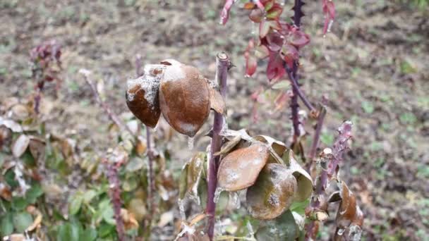 Rose Des Buissons Givré Sur Fond Déconcentré Gros Plan — Video