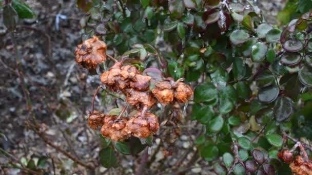 Frosted Bush Rose Onscherpe Achtergrond Close — Stockvideo