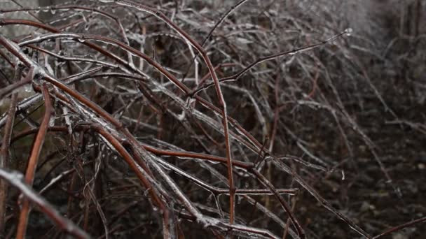 Frozen Branches Grape Vines Defocused Background Close — Stock Video