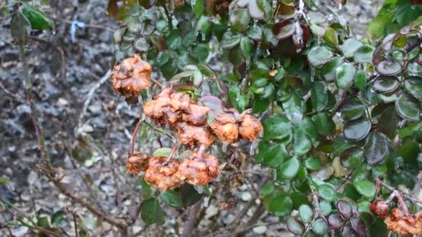 Frosted Bush Rose Onscherpe Achtergrond Close — Stockvideo