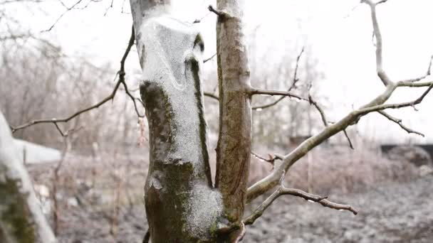 Frozen Quince Tree Defocused Background — Stock Video