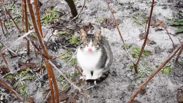 Chat Assis Sur Sol Gelé — Video