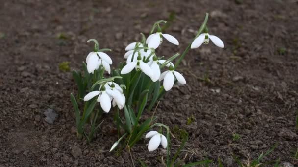 Snödroppar Svajar Vinden Vita Blommor Snödroppar — Stockvideo