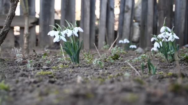 Des Gouttes Neige Dans Jardin Fleurs Blanches Gouttes Neige — Video