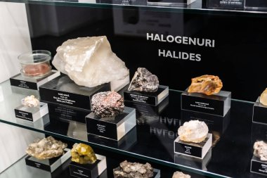 BUCHAREST, ROMANIA - 27 Haziran 2021 Grigore Antipa Ulusal Doğa Tarihi Müzesi 'nde sergilendi.