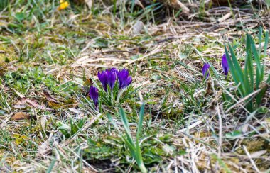 Çiçekli menekşe örgü vernusu (ilkbahar crocus, dev crocus).