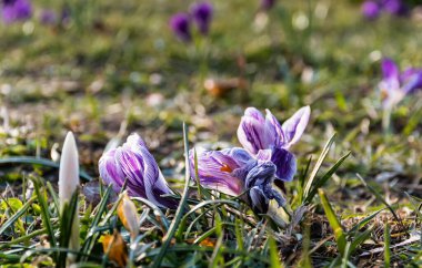 Crocus vernus 'un güzel çiçekleri).