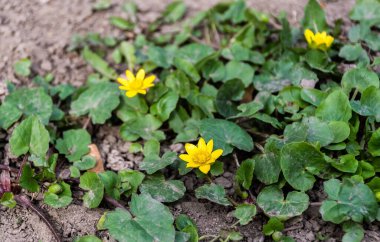 Ficaria verna çiçeği, daha az celandin ya da pilewort olarak bilinir..