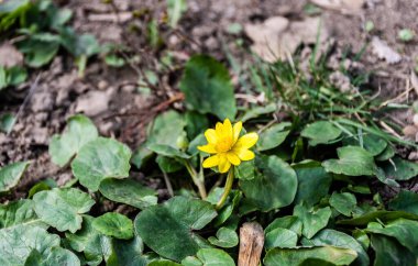 Ficaria verna çiçeği, daha az celandin ya da pilewort olarak bilinir..