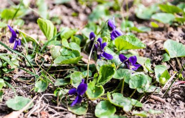 Viola odorata çiçeği, genellikle ahşap menekşe, tatlı menekşe, İngiliz menekşesi, sıradan menekşe, çiçekçi menekşesi ya da bahçe menekşesi olarak bilinir..
