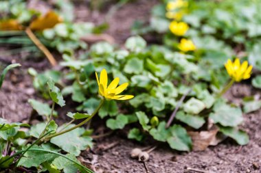 Ficaria verna çiçeği, daha az celandin ya da pilewort olarak bilinir..