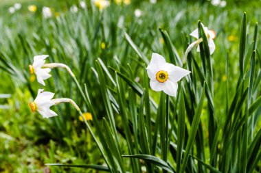 Narcissus pseudonarcissus çiçeği, genellikle yabani nergis ya da perhiz zambağı olarak bilinir.