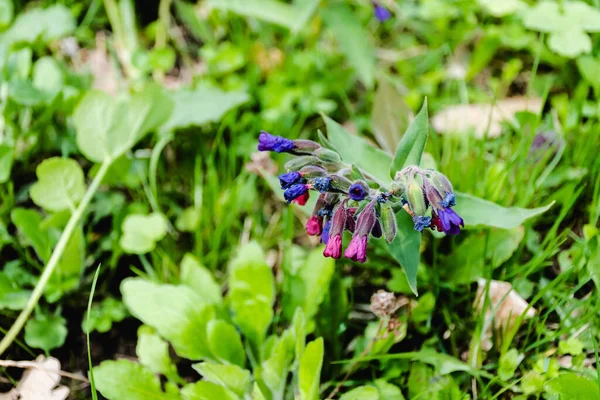 Lungwort Montagne Fleur Pulmonaria Montana — Photo