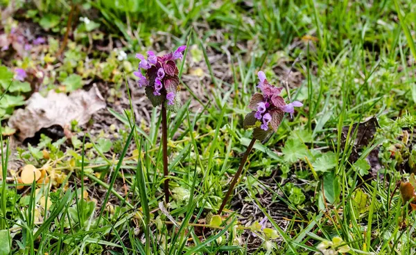 Lamium purpureum, bilinen adıyla kırmızı ölü ısırgan otu, mor ölü ısırgan otu, veya mor başmelek..