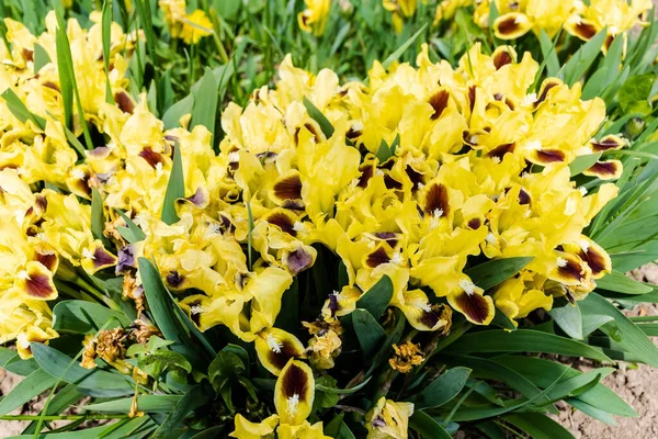 Sarı Iris pumila, bazen pigme iris ya da cüce iris olarak da bilinir..