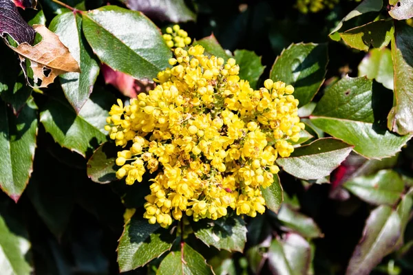 Berberis Aquifolium Pursh Yellow Flowers Mahonia Aquifolium Oregon Grape Holly — Stock Photo, Image
