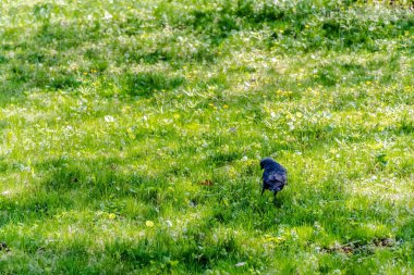 Sarı çiçekli yeşil çimenlikteki siyah karga.