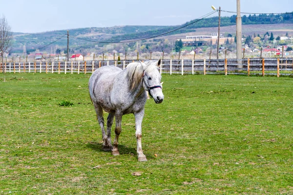 Âne Chevaux Dans Zone Équitation Golesti Roumanie — Photo