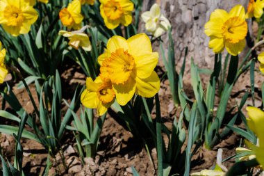 Bahçedeki sarı nergis tarlasının yakın görüntüsü..