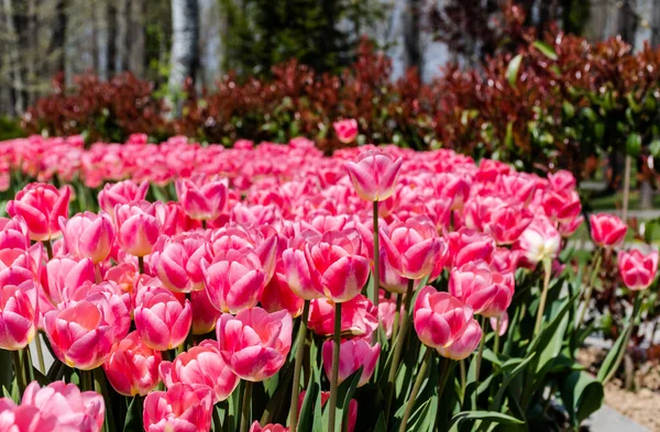 Pink Tulip Flowers Park Sunny Day — Foto de Stock