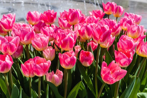 Pink Tulips Flowers Park Sunny Day — Stockfoto