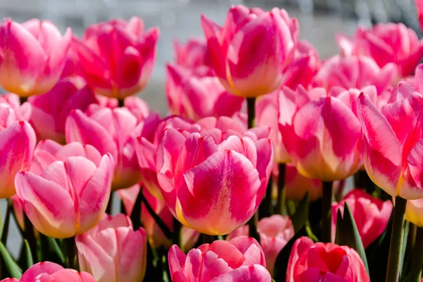 Pink Tulips Flowers Park Sunny Day — Foto de Stock