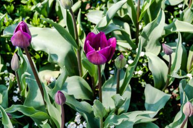 Güneşli bir günde parkta mor lale çiçekleri.