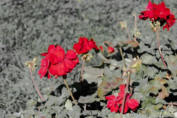 Geranium Czerwonym Żywym Kolorze Roślina Kwitnie Wiosny Jesieni — Zdjęcie stockowe