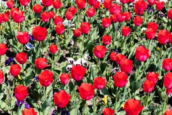 Red Tulip Flowers Yellow Purple Petunia Park Sunny Day — Stockfoto