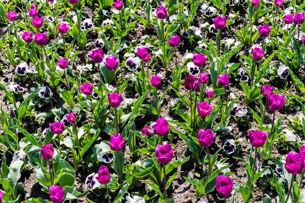 Purple Tulip Flowers Petunia Park Sunny Day — Foto Stock