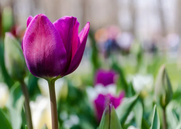 Purple Tulip Flowers Park Sunny Day — Foto de Stock